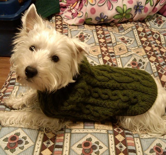 Three great dog sweater knitting pattern to keep your dog ...