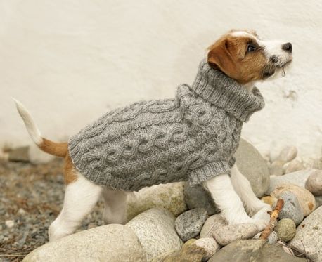 What you need to know about knitted dog coats ...