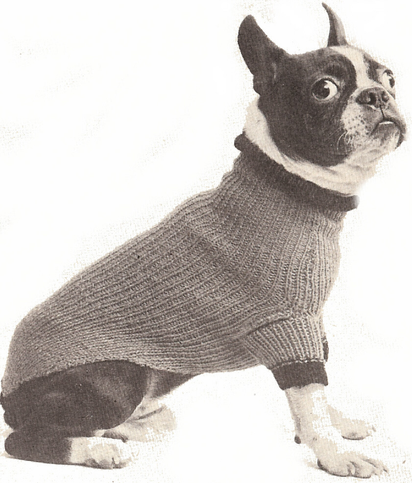 What you need to know about knitted dog coats ...